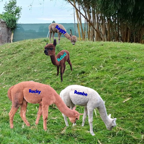 4 jonge ruinen BAM Rambo, Rocky, Rebel, Reggy