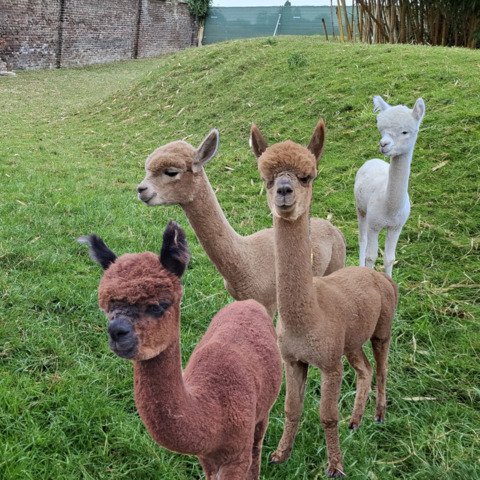 4 jonge ruinen BAM Rambo, Rocky, Rebel, Reggy