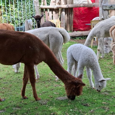 BAM Joyca met cria BAM Starlight
