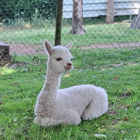 BAM Joyca met cria BAM Starlight