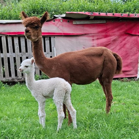 BAM Joyca met cria BAM Starlight