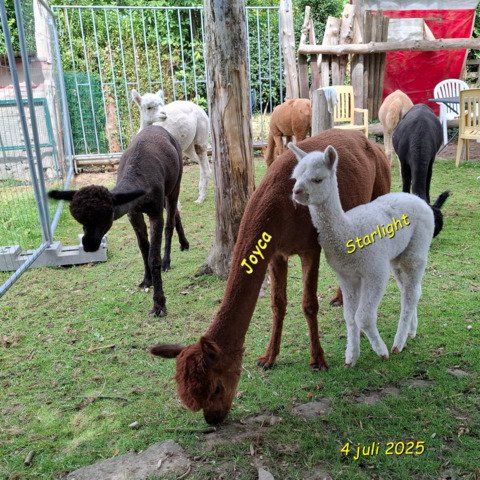 BAM Joyca met cria BAM Starlight