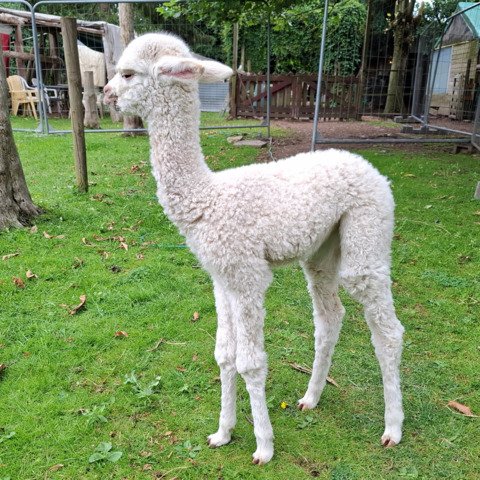 BAM Joyca met cria BAM Starlight
