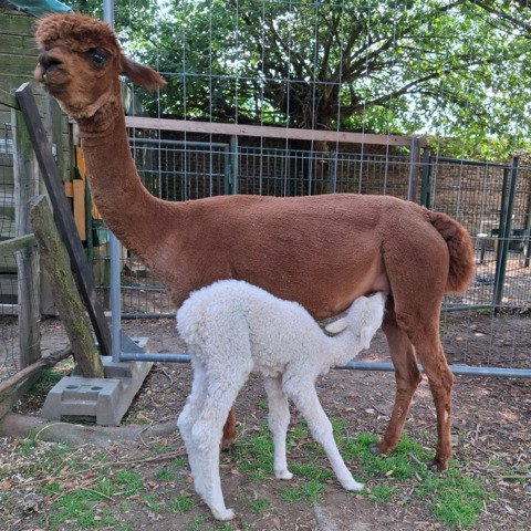 BAM Joyca met cria BAM Starlight