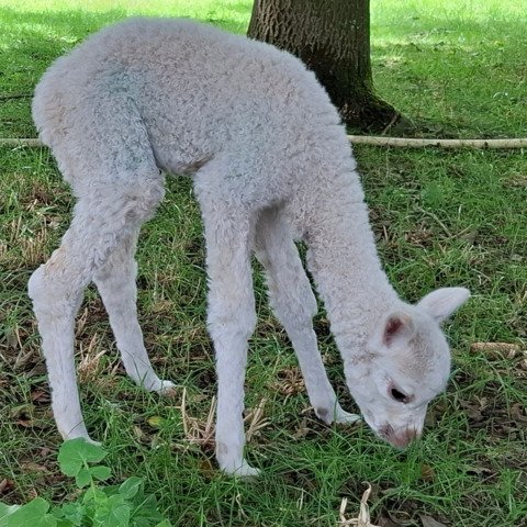 BAM Joyca met cria BAM Starlight