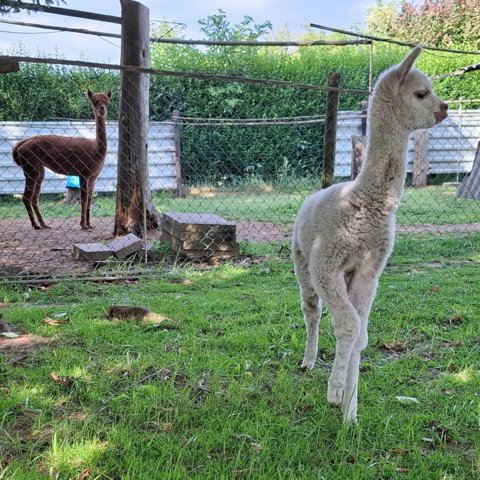 BAM Joyca met cria BAM Starlight