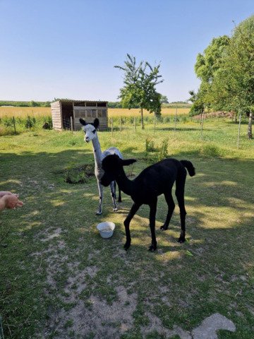 Blacky en Grey