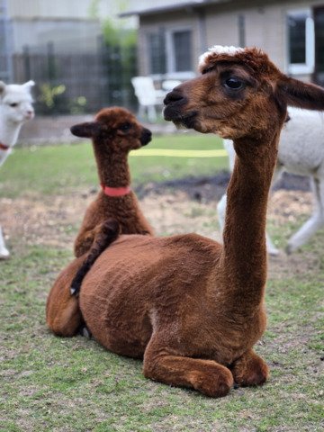 Kudde van 7 alpaca's