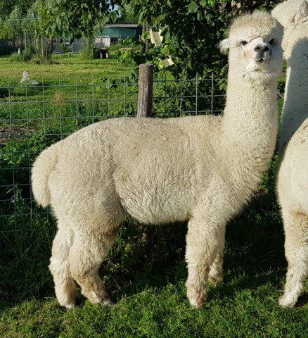 Roos Indra, LFA Sweet Lucy, LFA Eros d'Informer, LYA Ice Q en LYA Commodus
