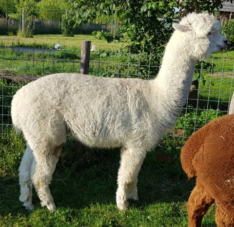 Roos Indra, LFA Sweet Lucy, LFA Eros d'Informer, LYA Ice Q en LYA Commodus
