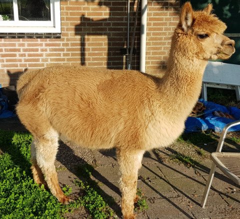 Roos Indra, LFA Sweet Lucy, LFA Eros d'Informer, LYA Ice Q en LYA Commodus