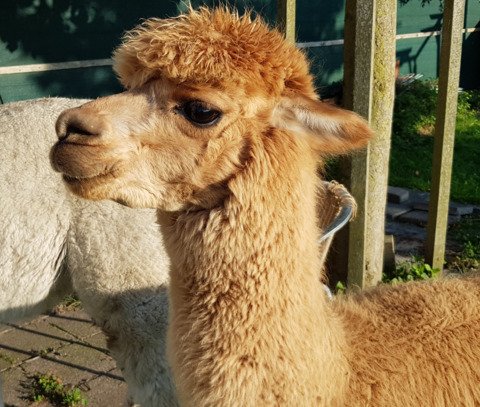 Roos Indra, LFA Sweet Lucy, LFA Eros d'Informer, LYA Ice Q en LYA Commodus
