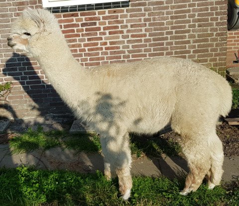 Roos Indra, LFA Sweet Lucy, LFA Eros d'Informer, LYA Ice Q en LYA Commodus