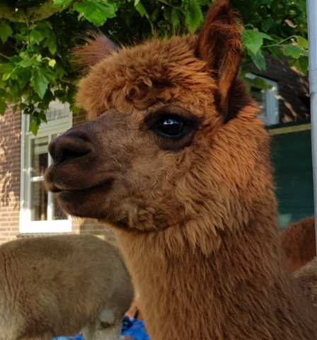 Roos Indra, LFA Sweet Lucy, LFA Eros d'Informer, LYA Ice Q en LYA Commodus