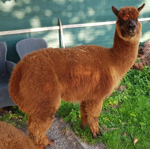 Roos Indra, LFA Sweet Lucy, LFA Eros d'Informer, LYA Ice Q en LYA Commodus