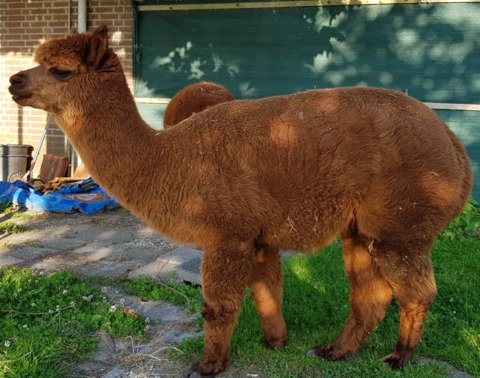 Roos Indra, LFA Sweet Lucy, LFA Eros d'Informer, LYA Ice Q en LYA Commodus